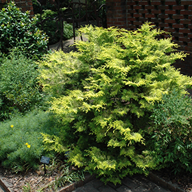 Plant Photo 9