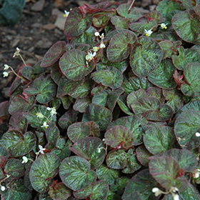 Plant Photo 1