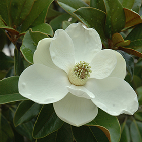 Plant Photo 1