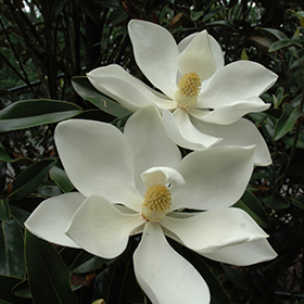 Plant Photo 4