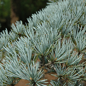 Plant Photo 2