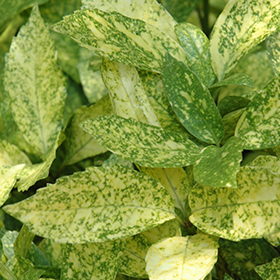 Plant Photo 8