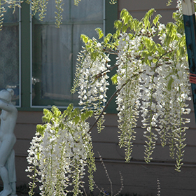 Plant Photo 10