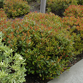 Plant Photo 2