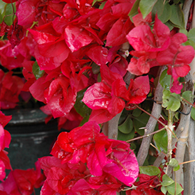Plant Photo 6