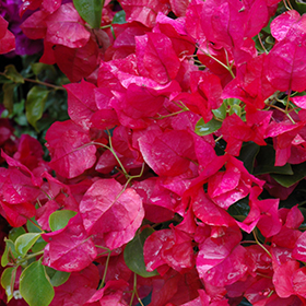 Plant Photo 3