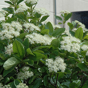 Plant Photo 3