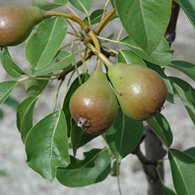 Plant Photo 6