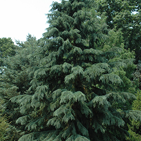 Plant Photo 8