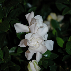 Plant Photo 8