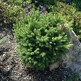 Plant Photo 8