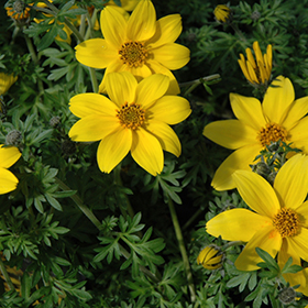 Plant Photo 9