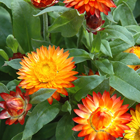 Plant Photo 10