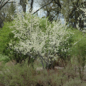 Plant Photo 6