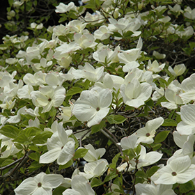 Plant Photo 10