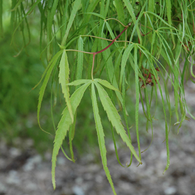 Plant Photo 9
