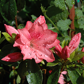 Plant Photo 9