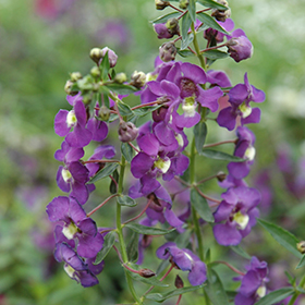 Plant Photo 8
