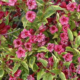Plant Photo 9