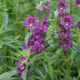 Plant Photo 4