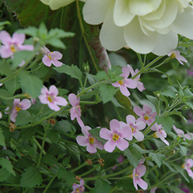 Plant Photo 1