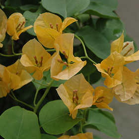 Plant Photo 8