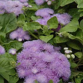 Plant Photo 8