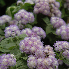 Plant Photo 6