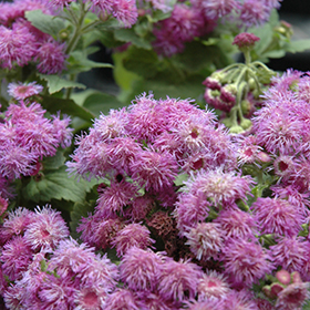 Plant Photo 7