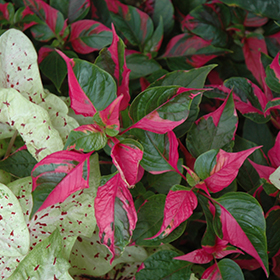 Plant Photo 10