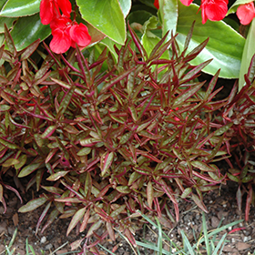 Plant Photo 2