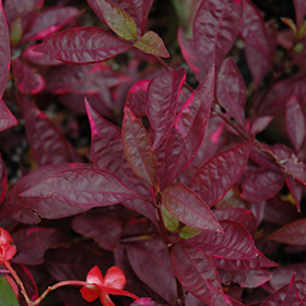 Plant Photo 1