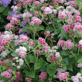 Plant Photo 8