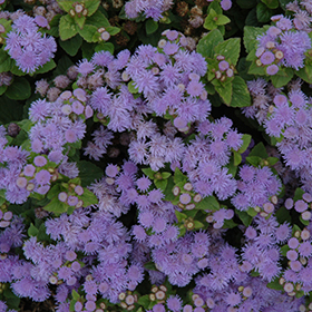 Plant Photo 4