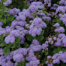 Plant Photo 5