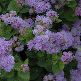 Plant Photo 7
