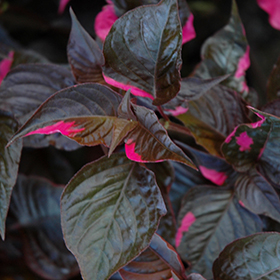 Plant Photo 1