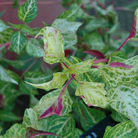 Plant Photo 9