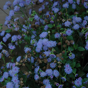 Plant Photo 2