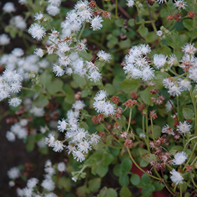 Plant Photo 10