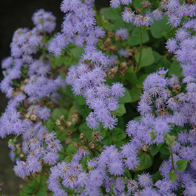 Plant Photo 9