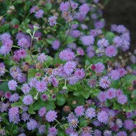 Plant Photo 1