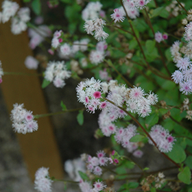 Plant Photo 3