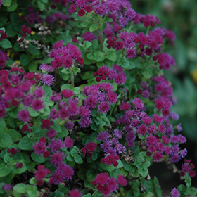 Plant Photo 2