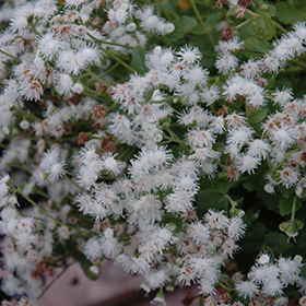 Plant Photo 4