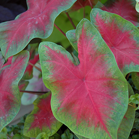 Plant Photo 2