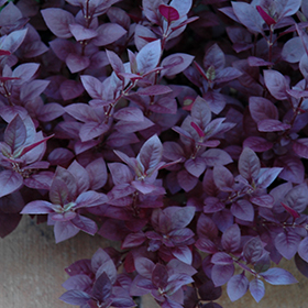 Plant Photo 3