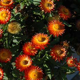 Plant Photo 2