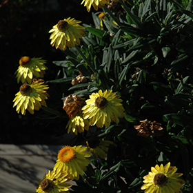 Plant Photo 9