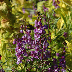 Plant Photo 2